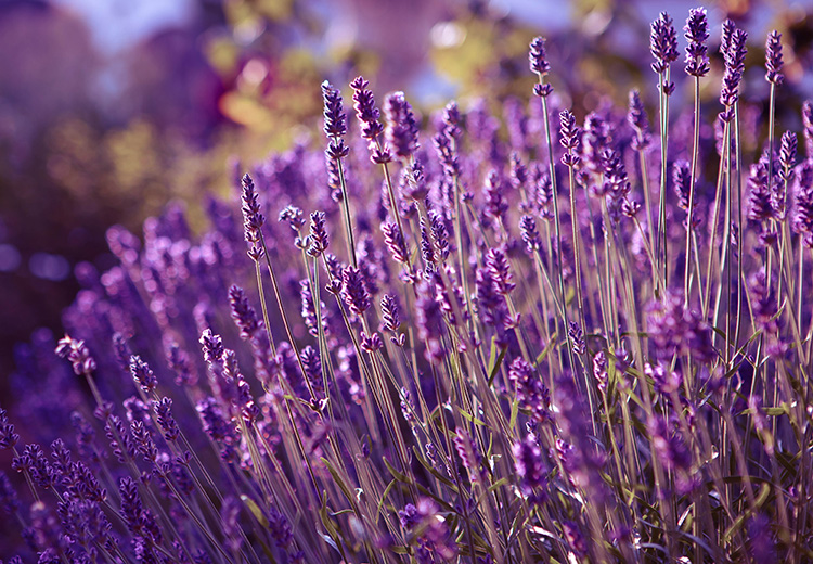 shutterstock_lavender_flowers_2199679095_INAIASS092